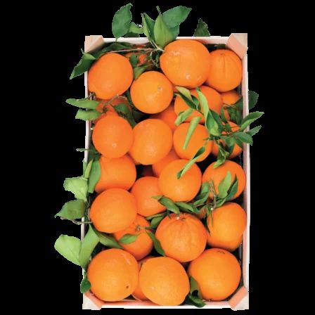 Orangen aus Sizilien Kiste mit 15 kg
